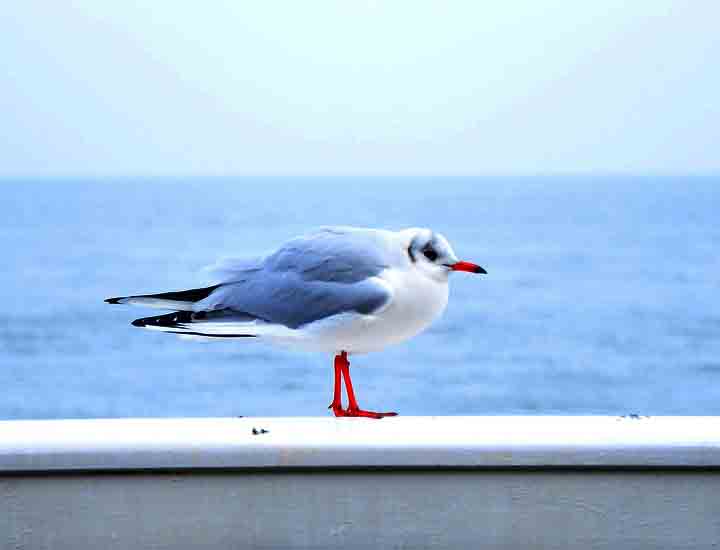 在线轰炸网页版